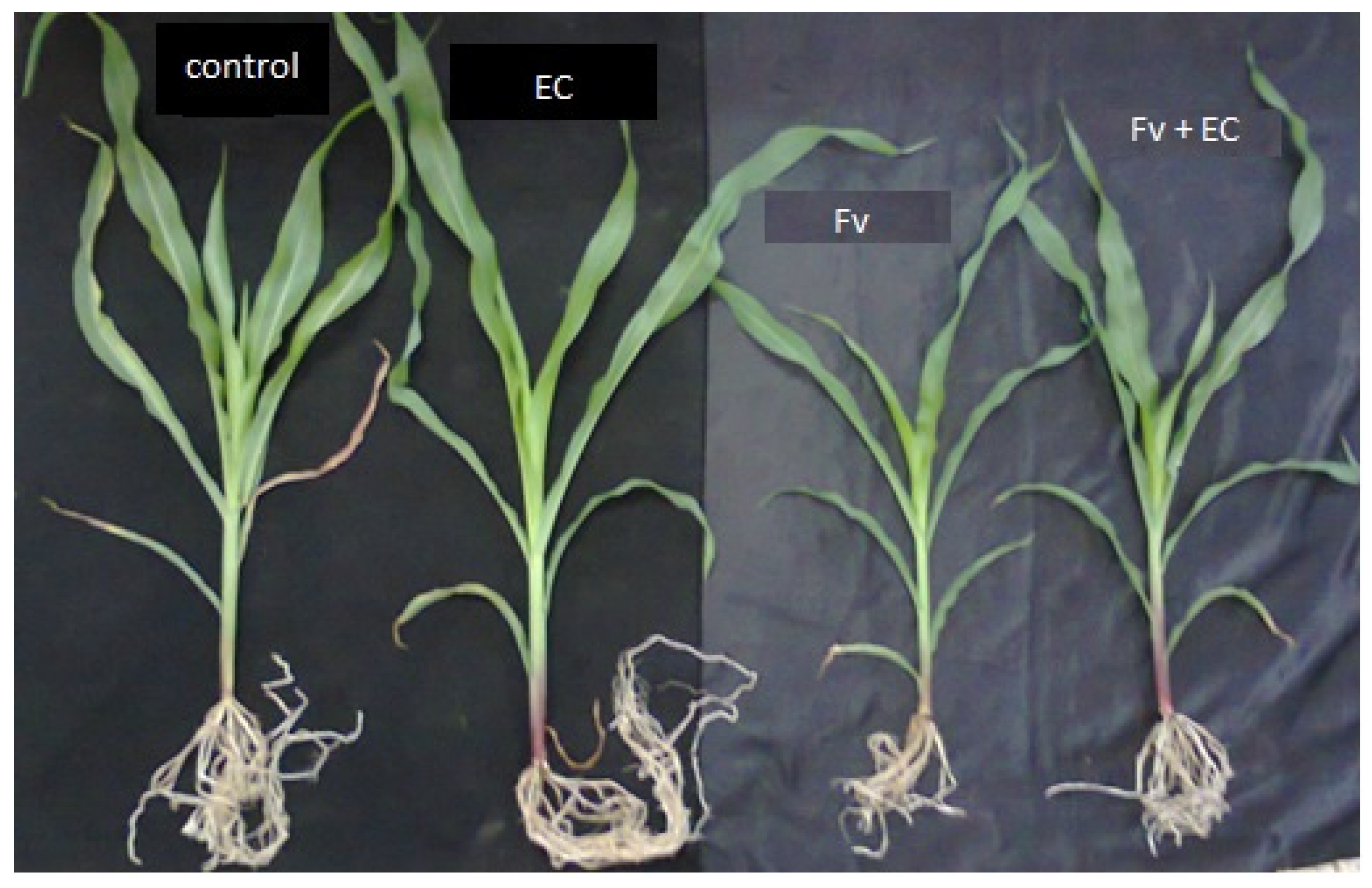 Agronomy 10 00524 g002