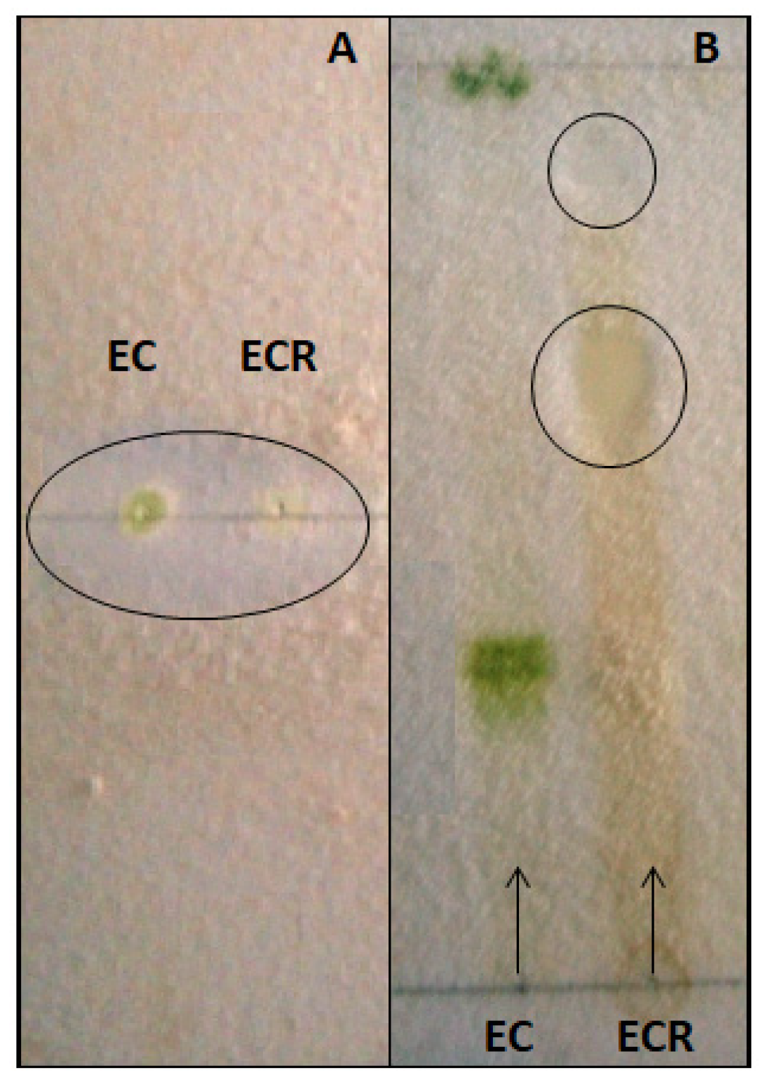 Agronomy 10 00524 g004