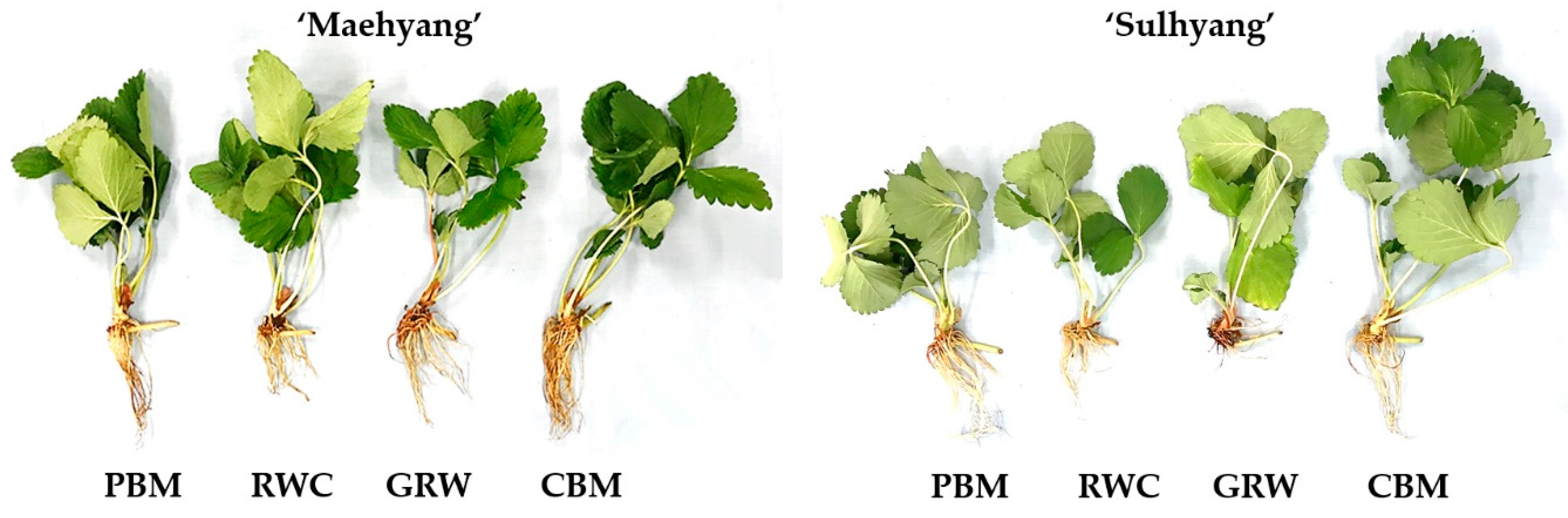 Agronomy 10 00557 g006 Agronomy 10 00557 g006