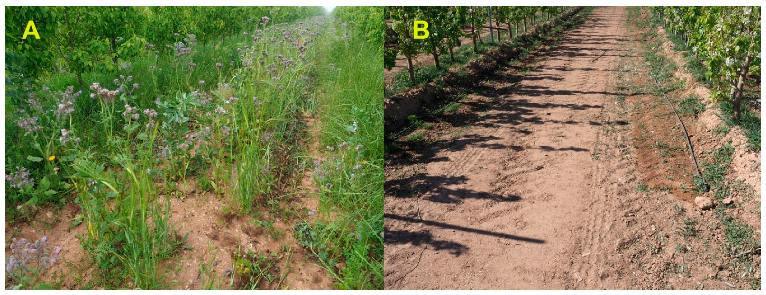 Agronomy 10 00580 g001 Agronomy 10 00580 g001