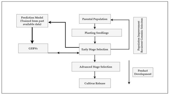 Agronomy | Free Full-Text | Accelerating Genetic Gain in Sugarcane Breeding Using Genomic Selection Agronomy | Free Full-Text | Accelerating Genetic Gain in Sugarcane Breeding Using Genomic Selection