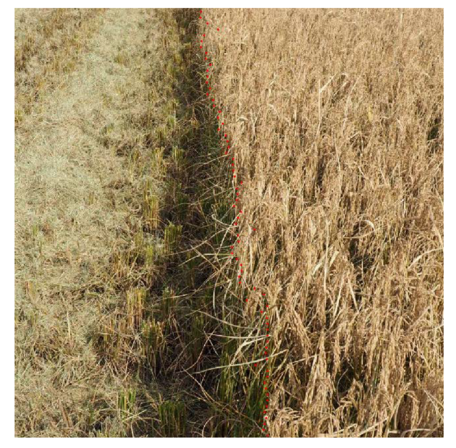 Agronomy 10 00590 g009