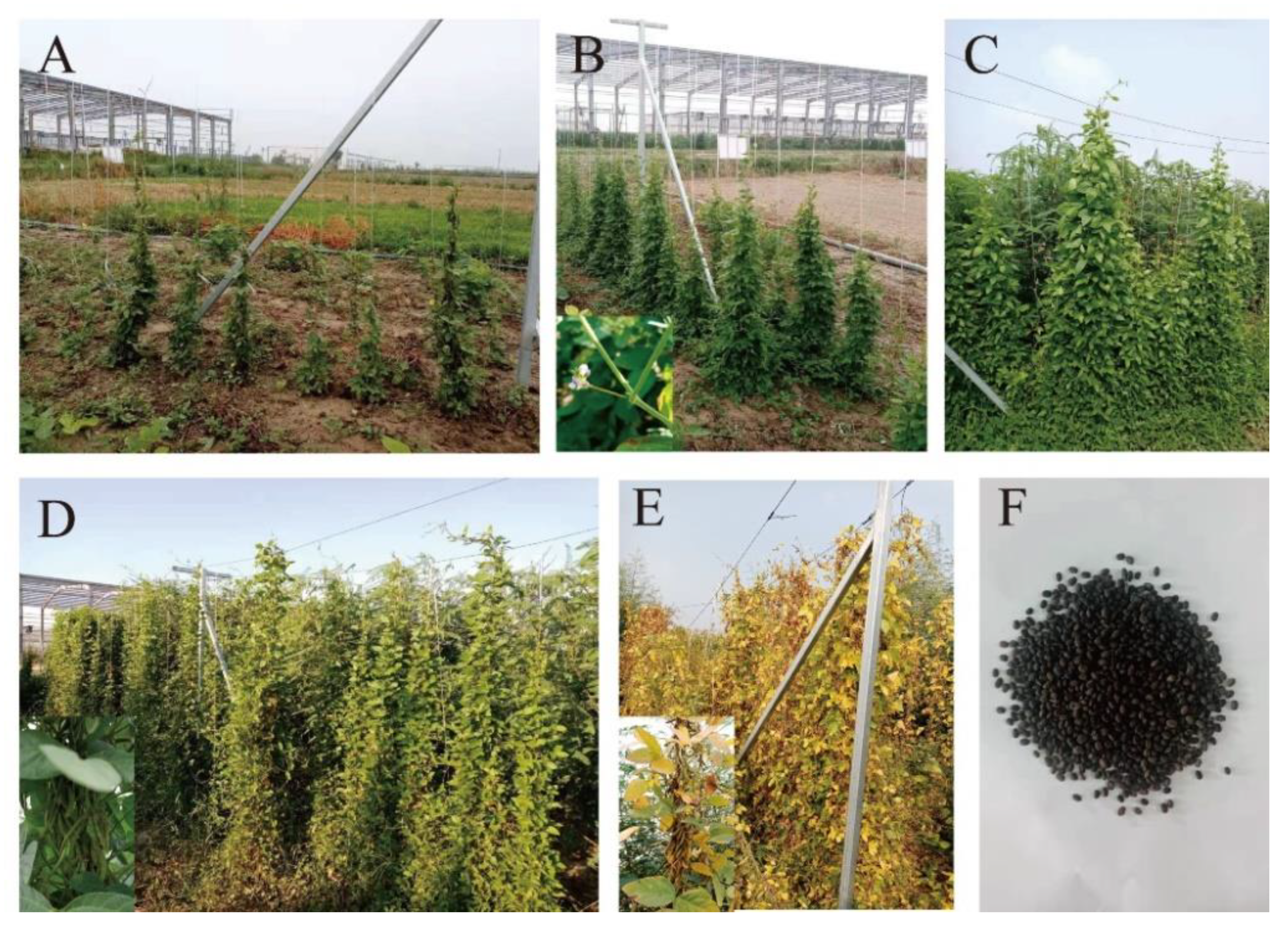 Agronomy 10 00595 g002