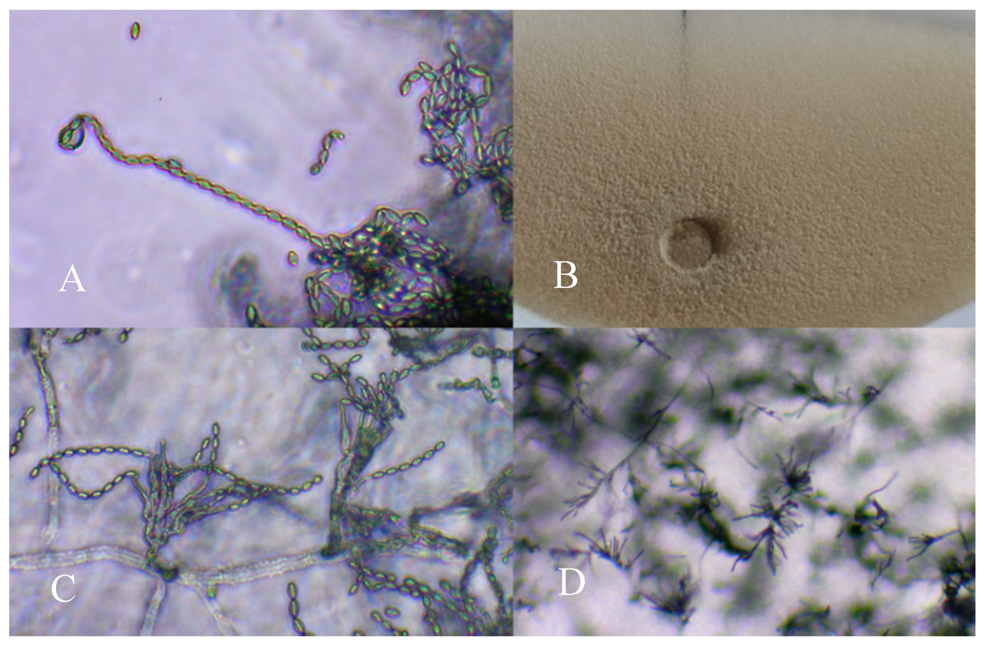 Agronomy 10 00597 g001