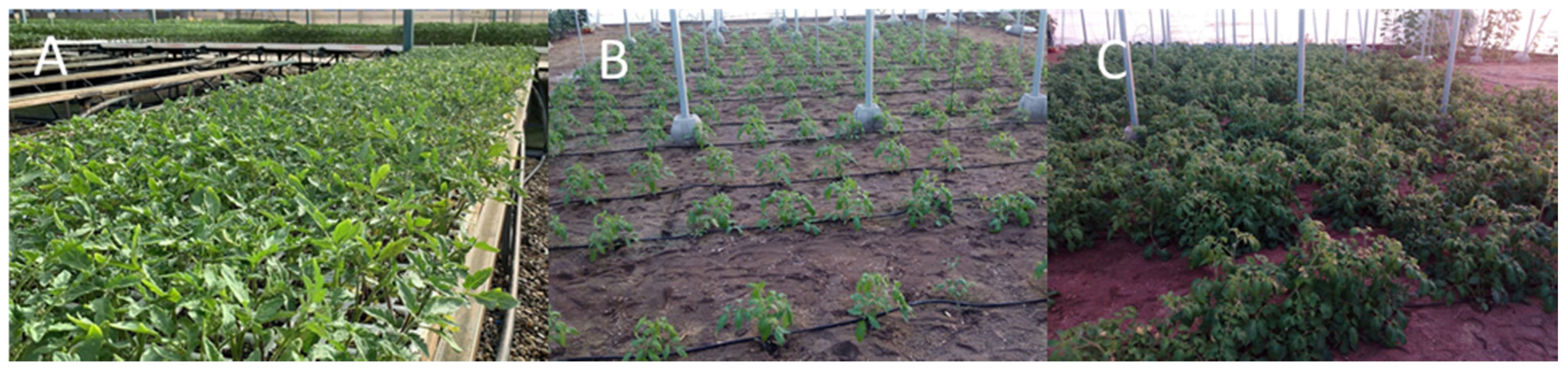 Agronomy 10 00597 g002