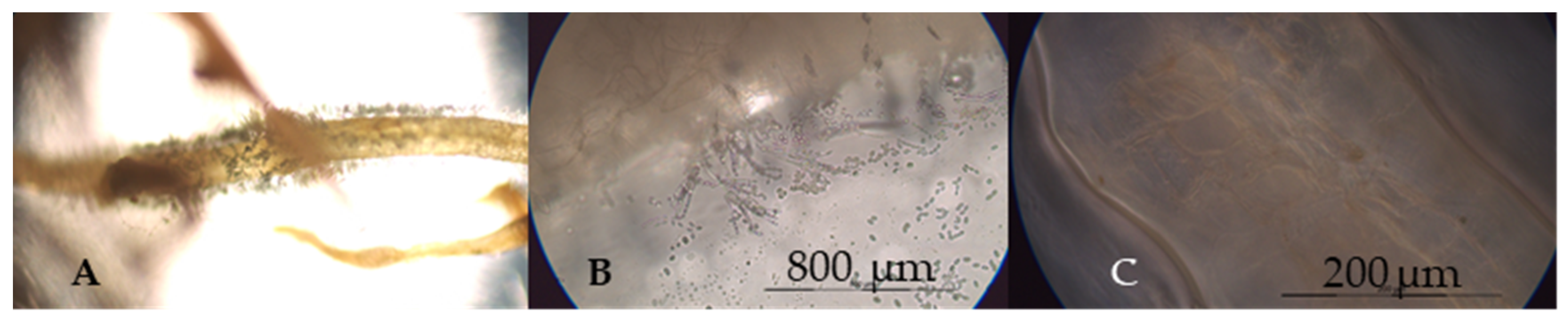 Agronomy 10 00597 g005