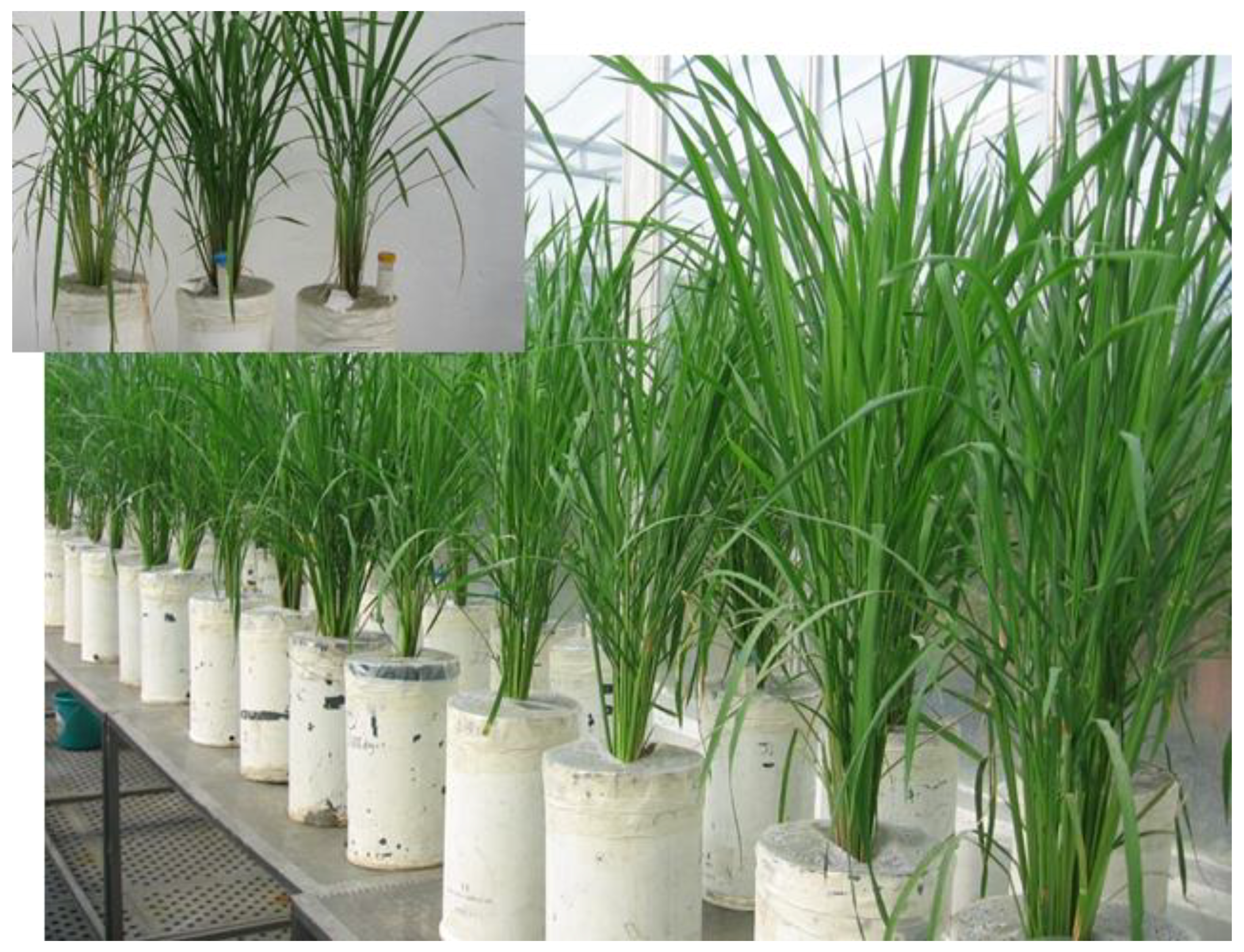 Agronomy 10 00621 g001 Agronomy 10 00621 g001