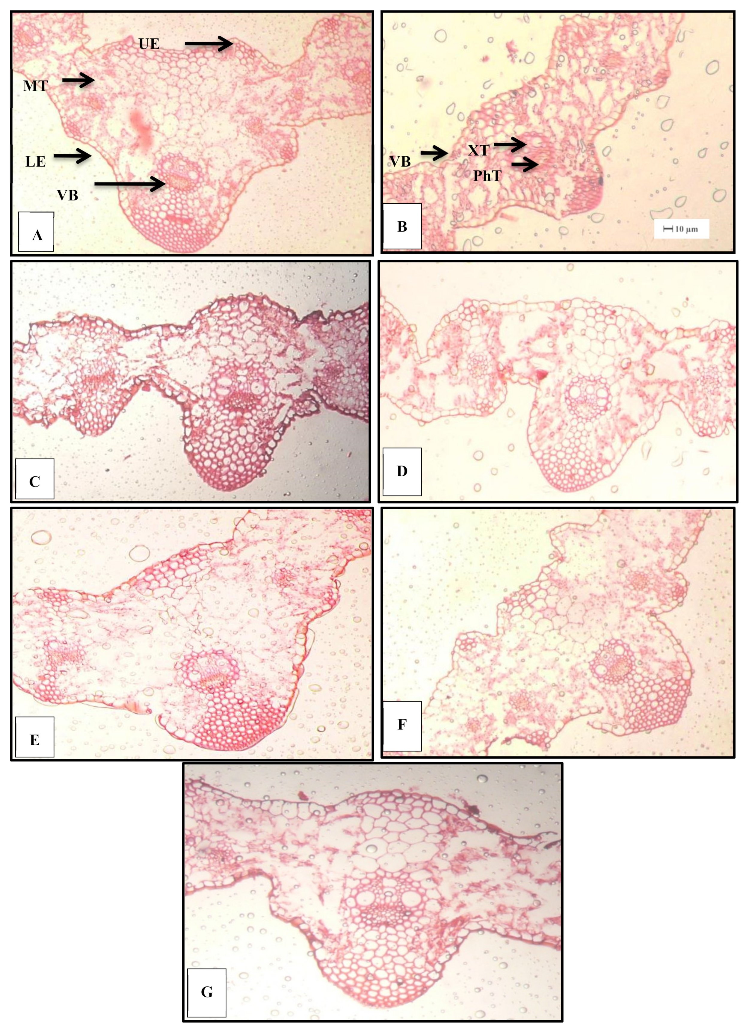 Agronomy 10 00630 g006 Agronomy 10 00630 g006