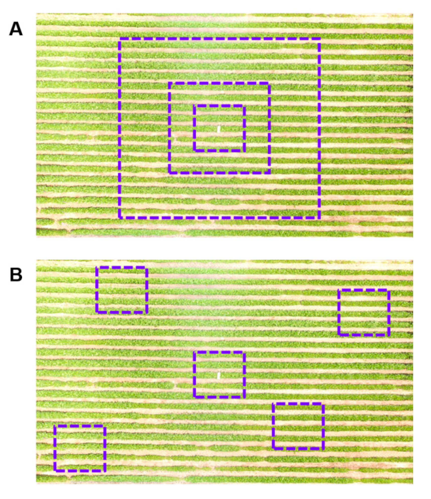 Agronomy 10 00633 g005