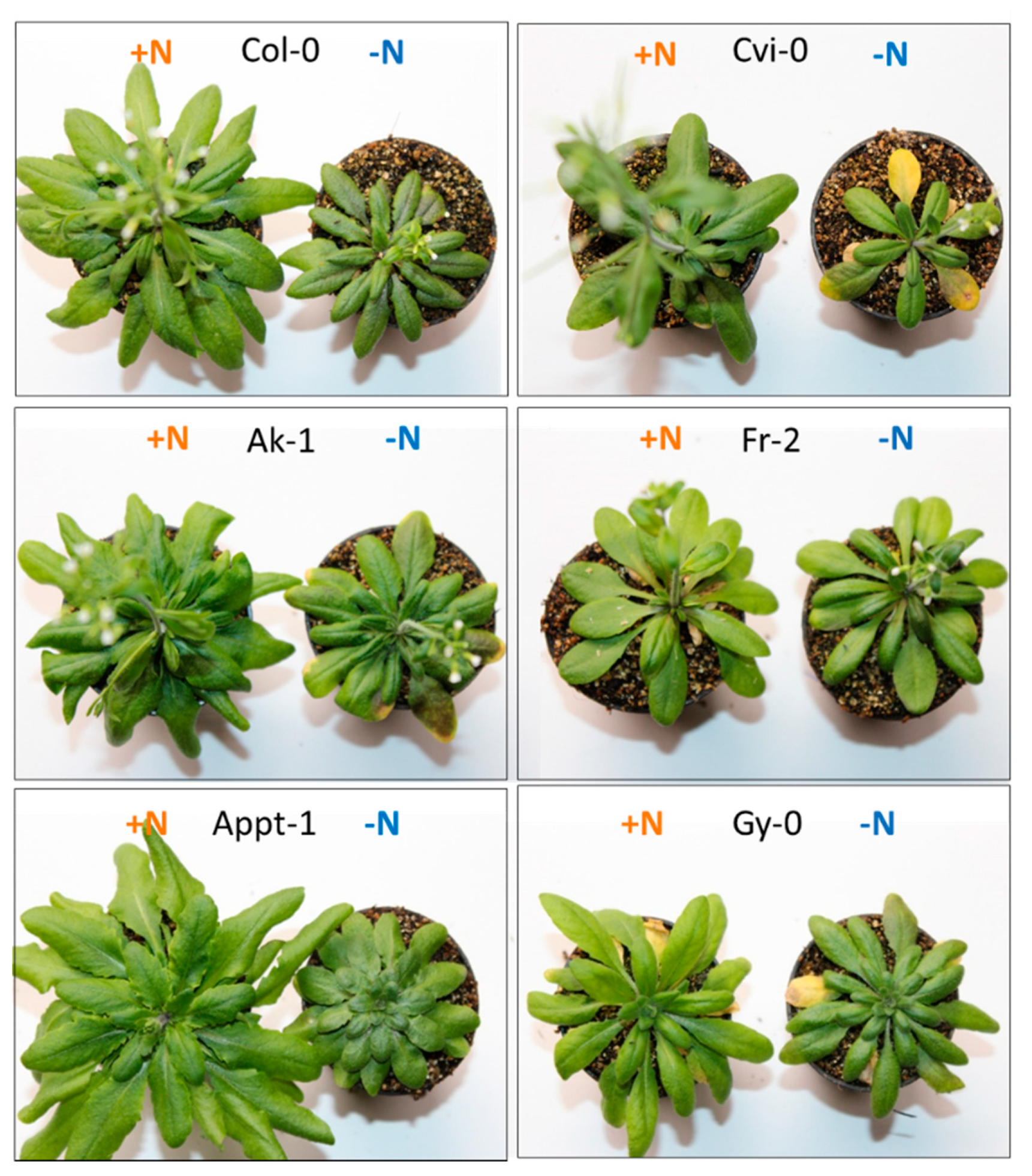 Agronomy 10 00636 g005