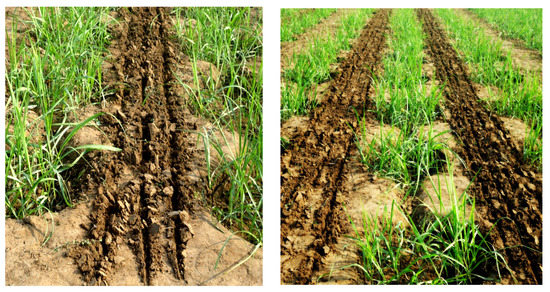 RING PIT METHOD SUGARCANE CULTIVATION | Sugarcane Farming Guide | Farming  guide, Farm, Sugarcane