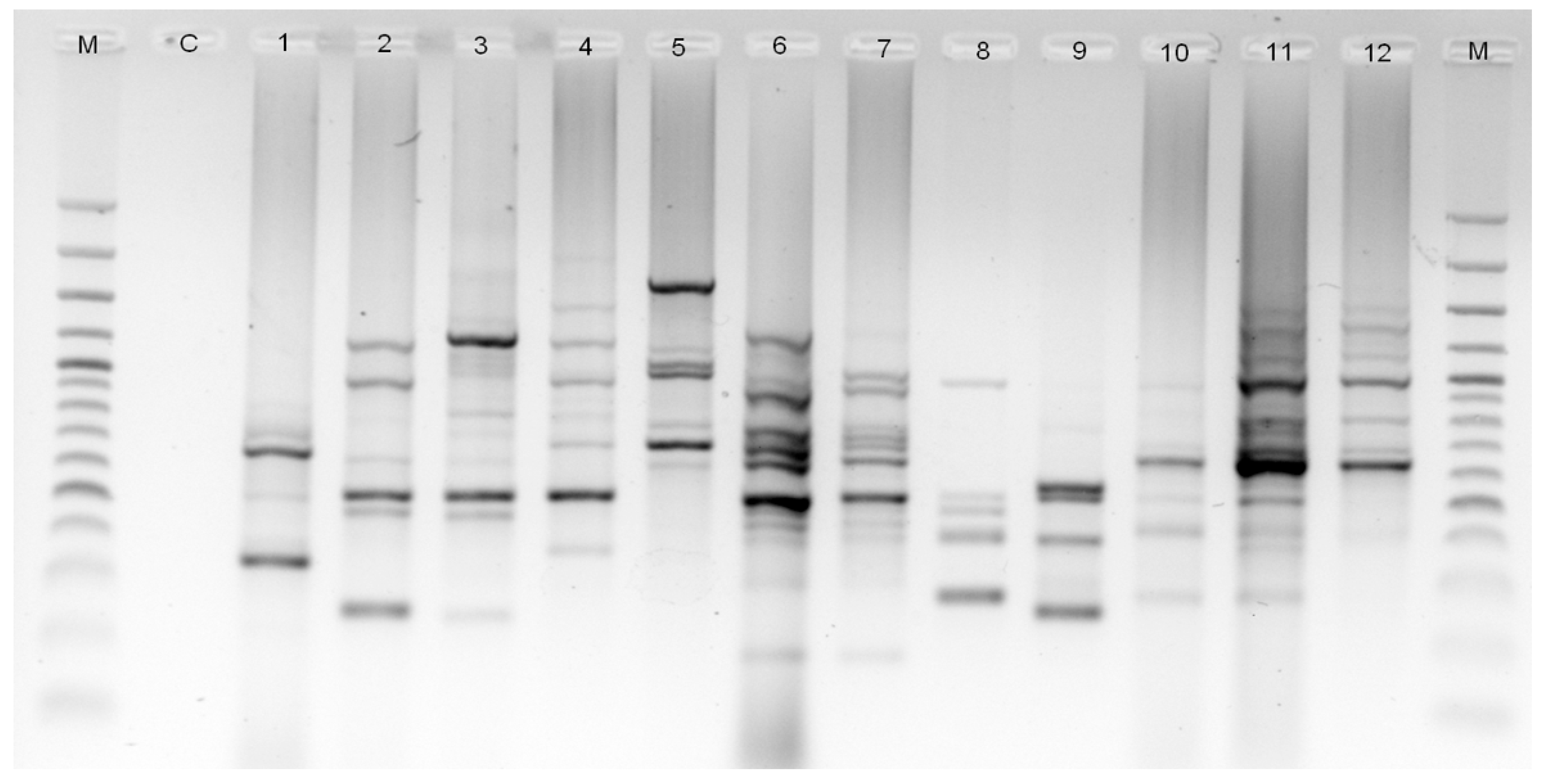 Agronomy 10 00650 g003