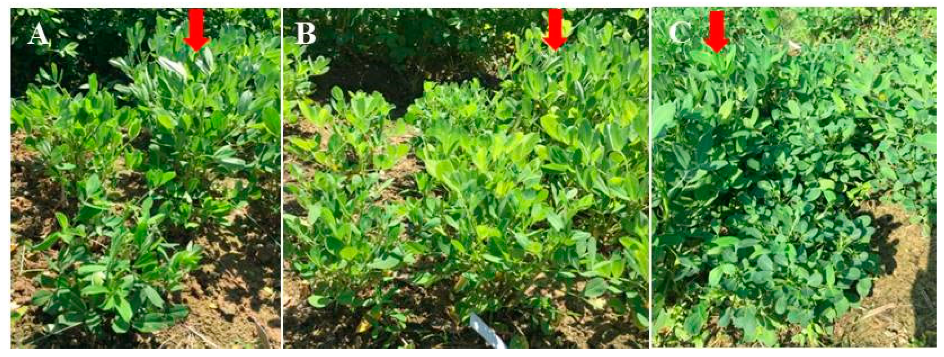 Agronomy 10 00655 g006