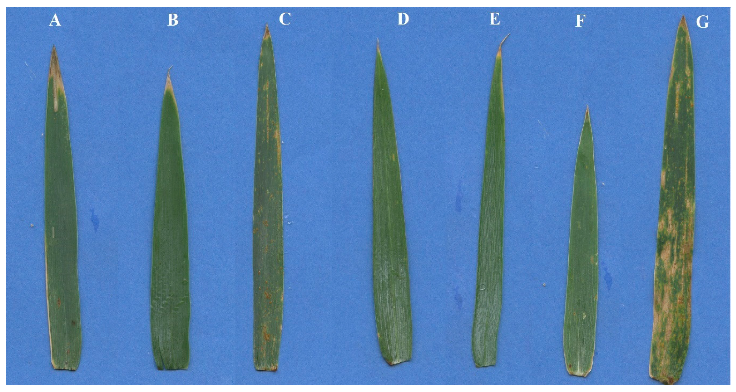 Agronomy 10 00658 g002