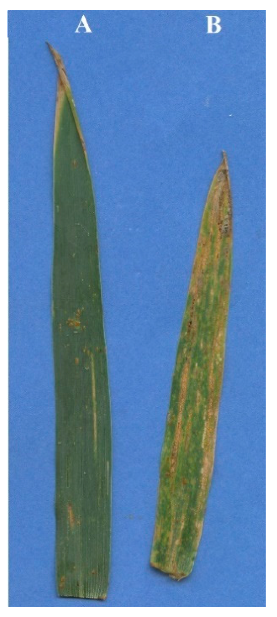 Agronomy 10 00658 g003