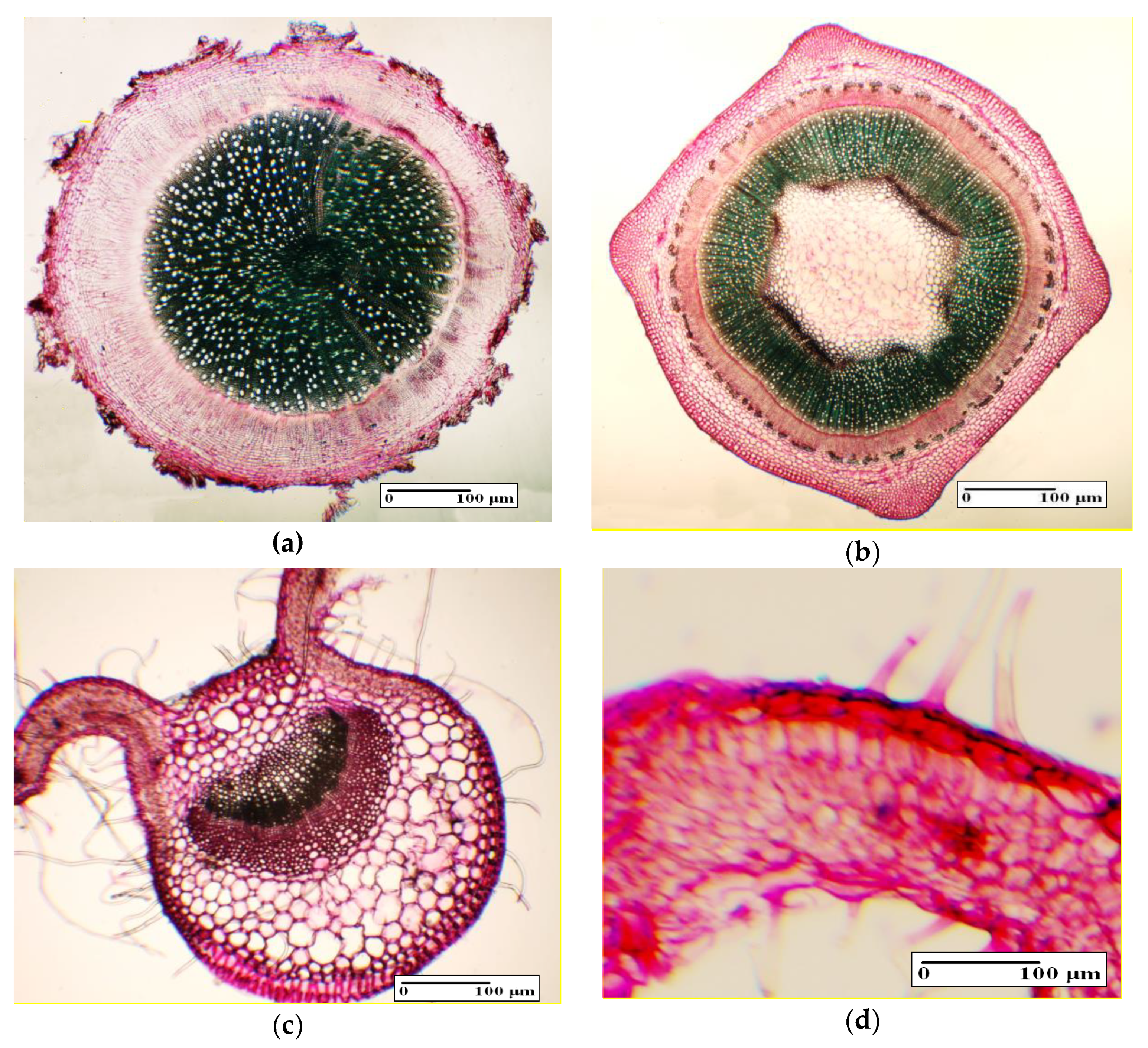 Agronomy 10 00676 g003