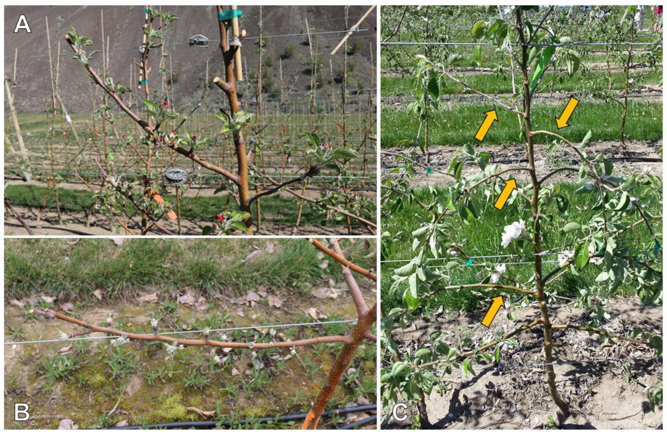 Agronomy 10 00689 g001 Agronomy 10 00689 g001