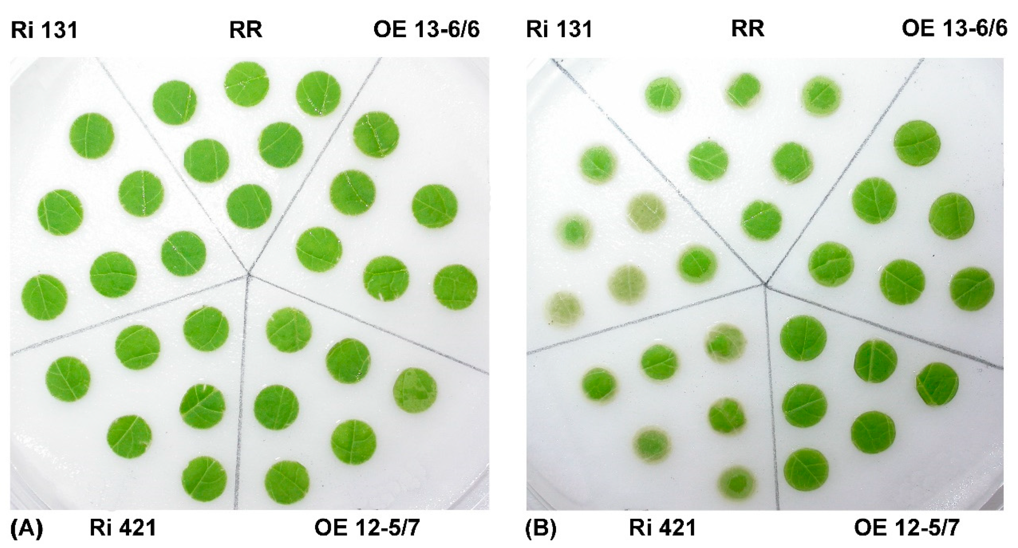 Agronomy 10 00694 g001 Agronomy 10 00694 g001