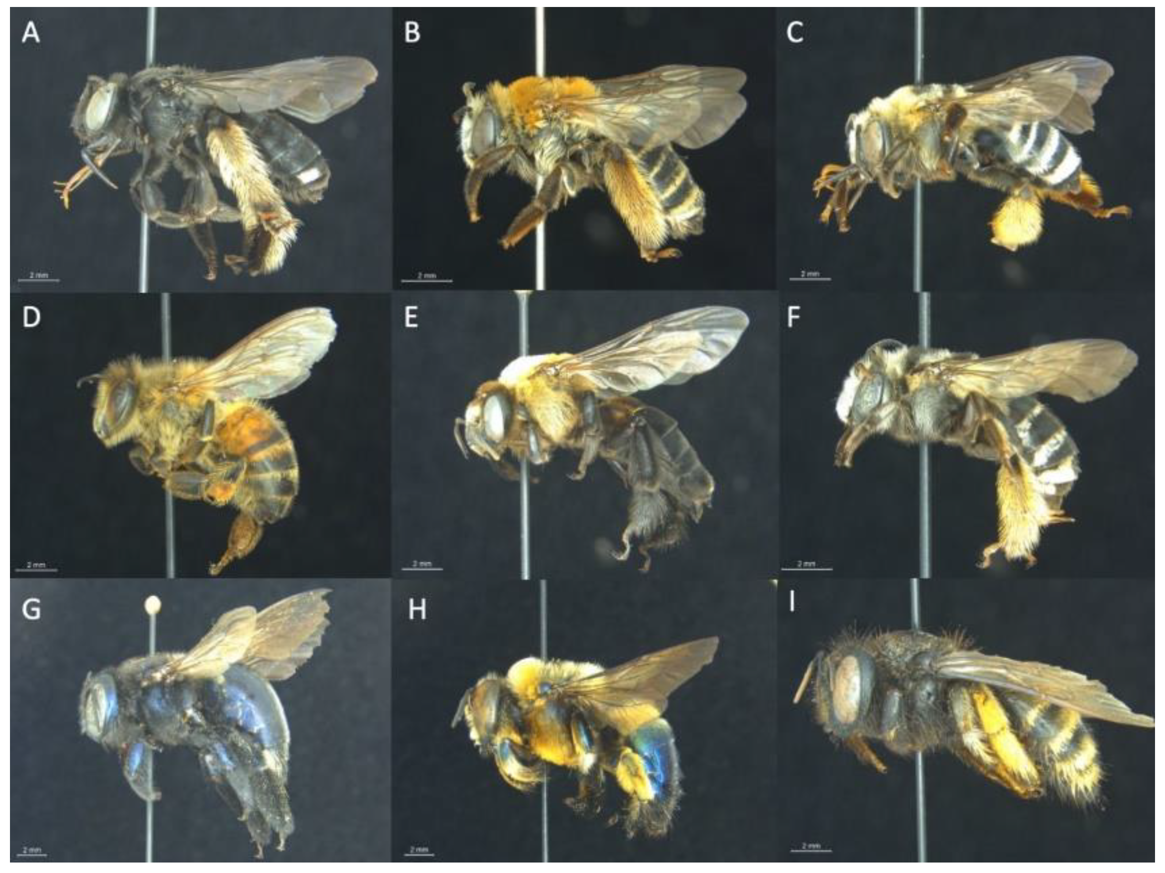 Agronomy 10 00698 g002