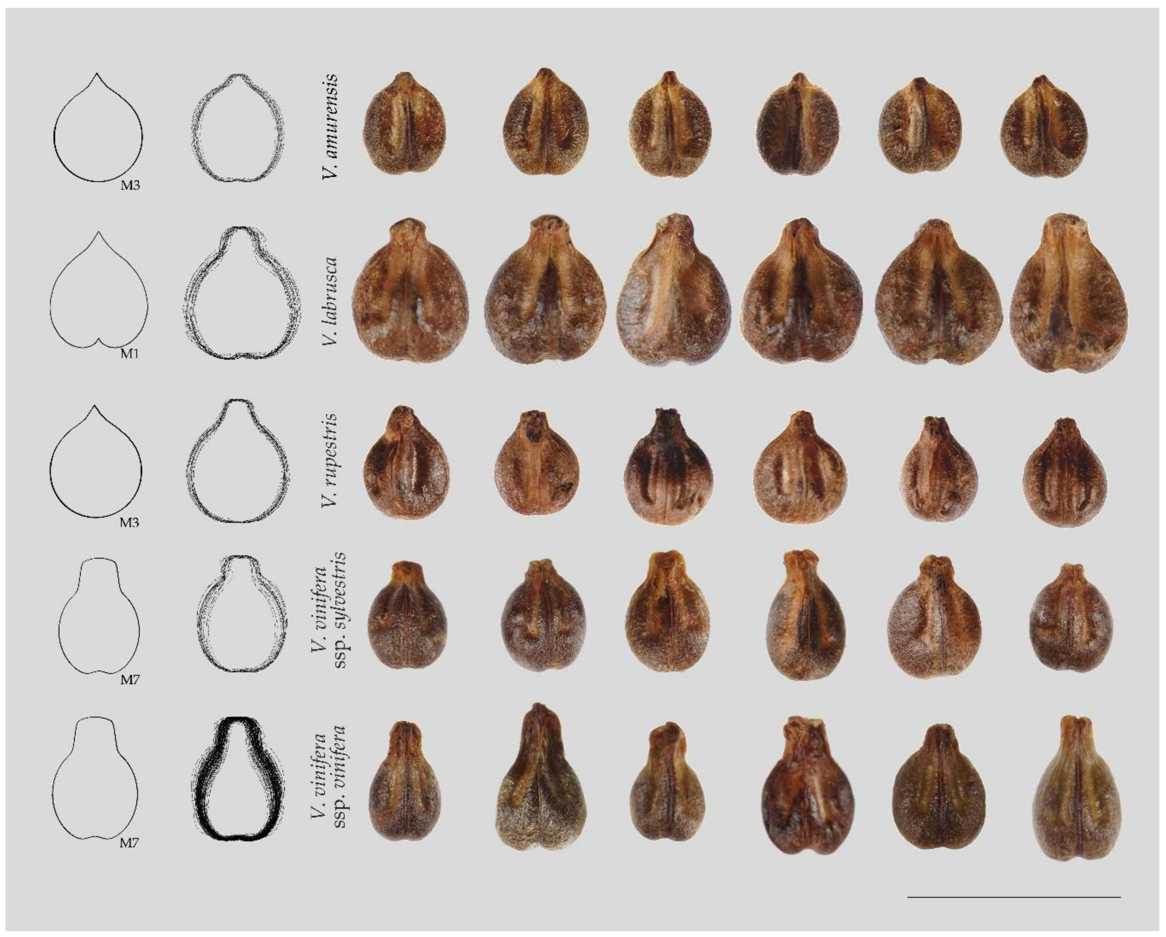 Vitaceae seed, Crassivitisemen SM.B Me 2298: a LM; b , d , f SRXTM