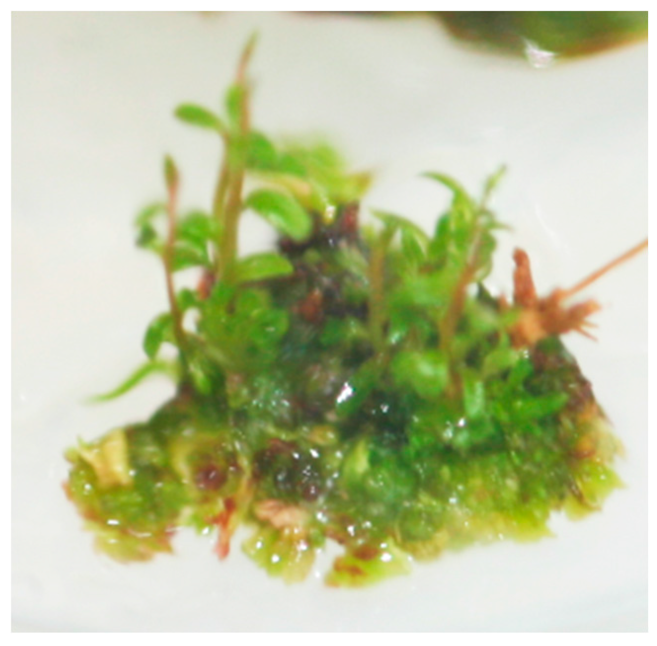 Agronomy 10 00744 g003 Agronomy 10 00744 g003