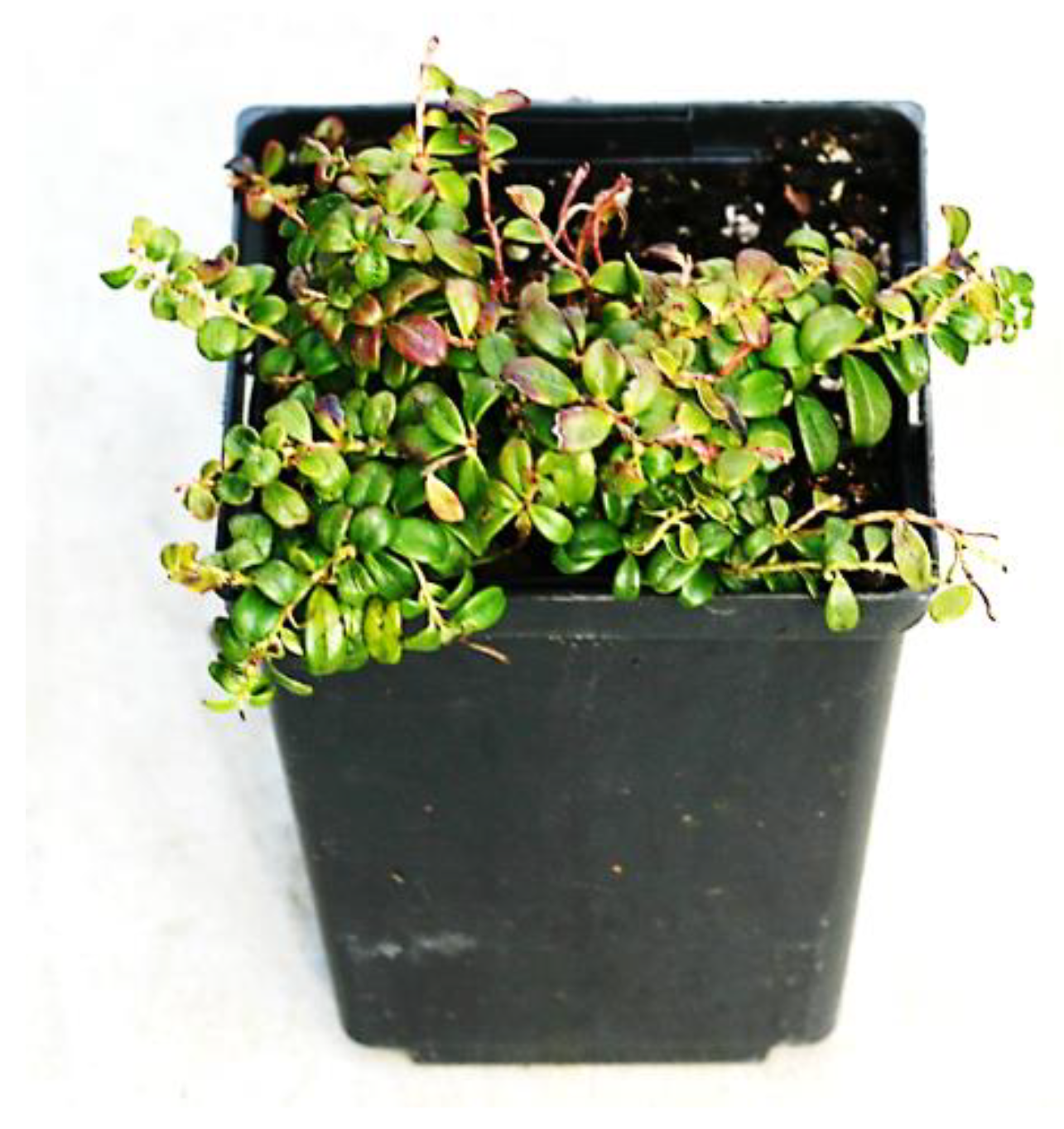 Agronomy 10 00744 g004 Agronomy 10 00744 g004