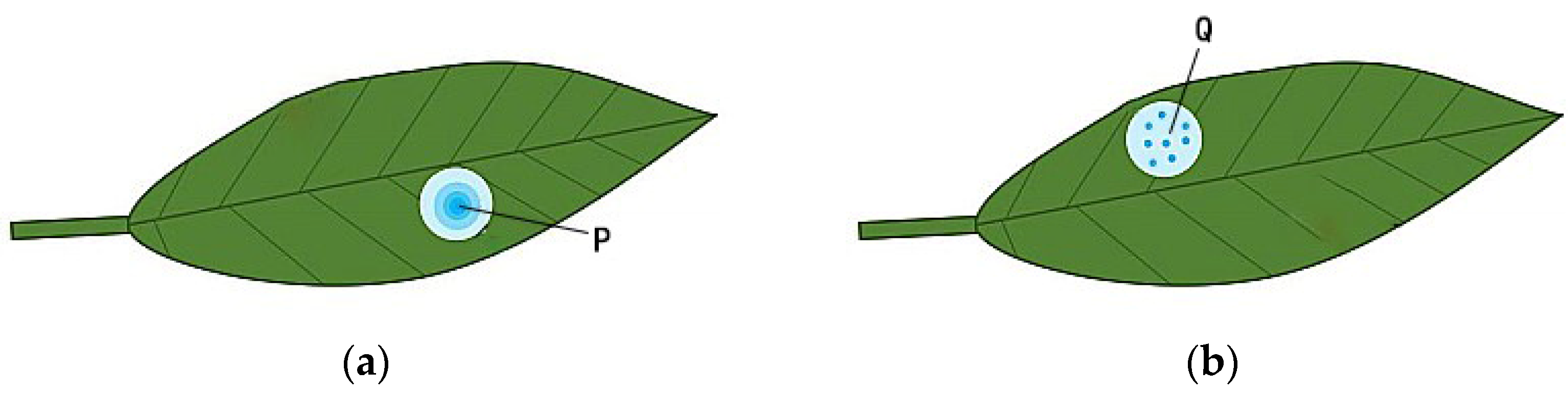 Agronomy 10 00747 g004 Agronomy 10 00747 g004