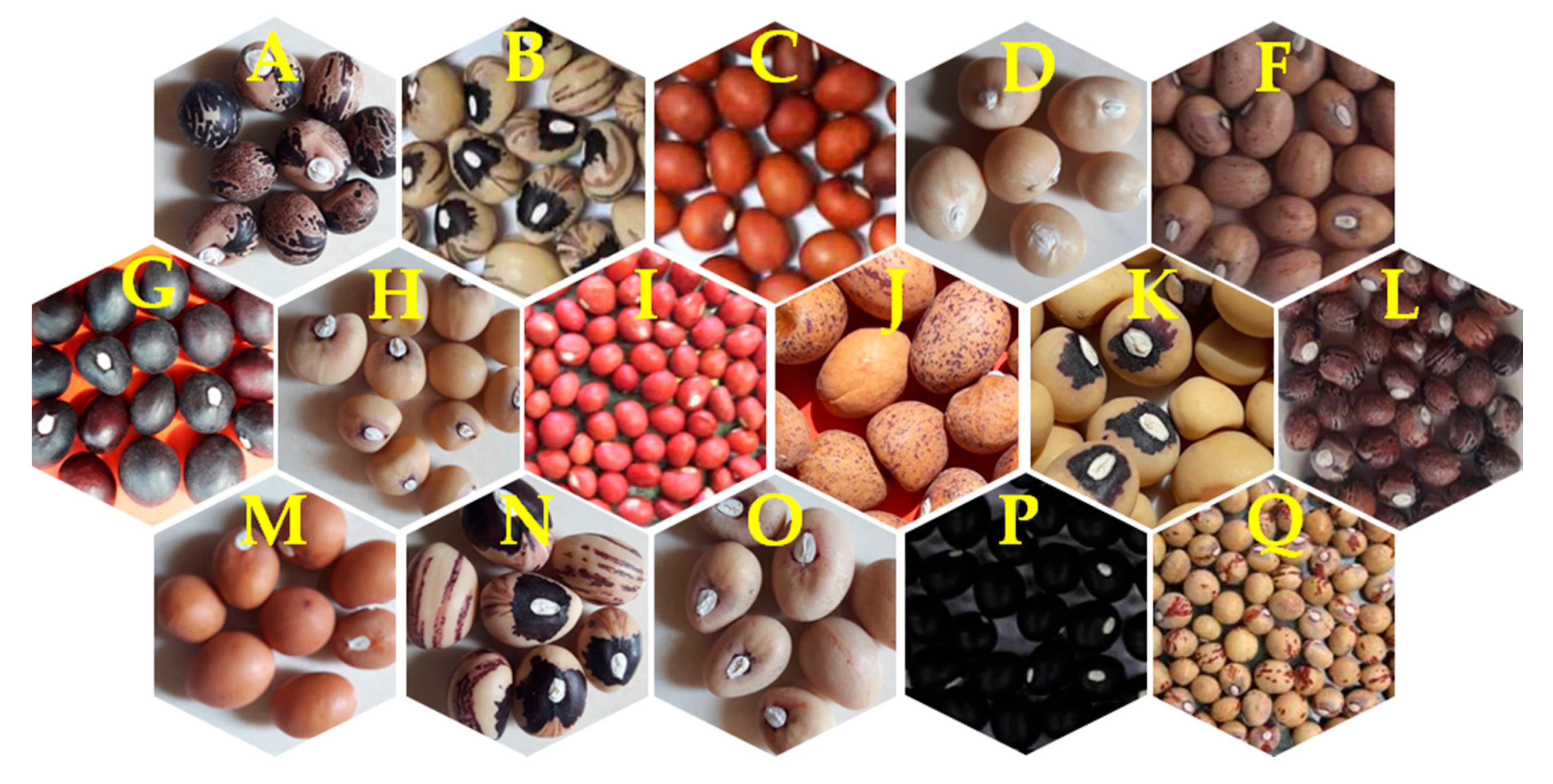 Agronomy 10 00766 g002
