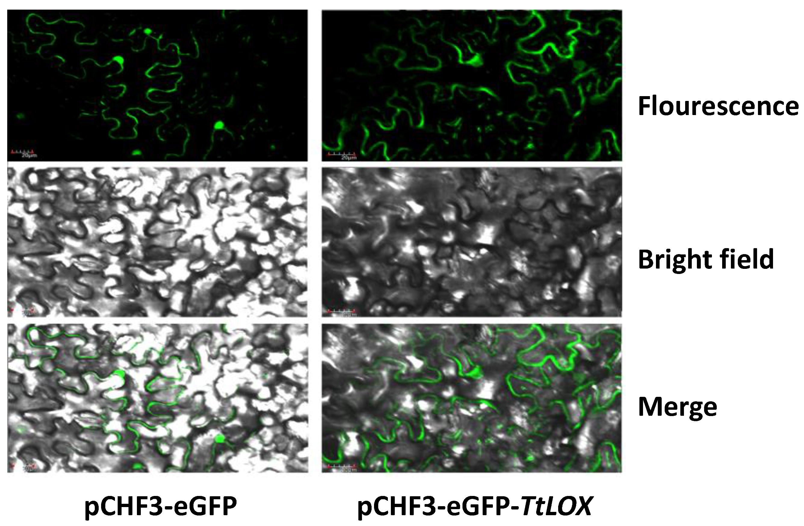 Agronomy 10 00780 g001