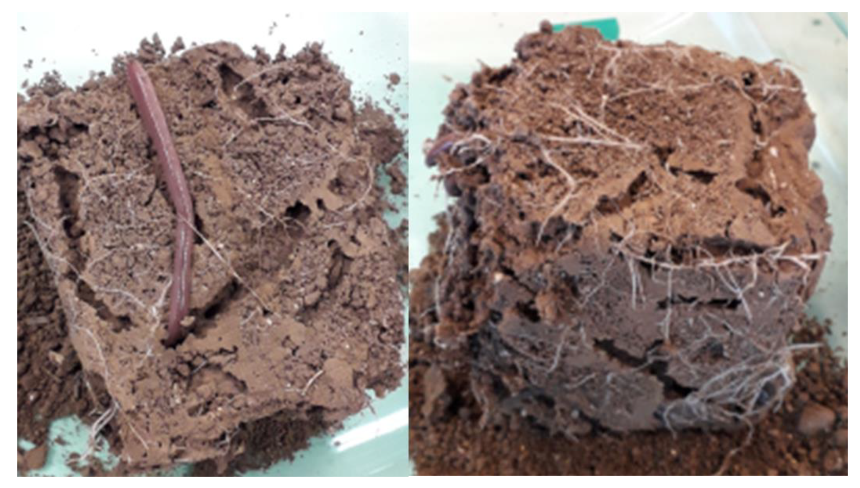 Agronomy 10 00783 g001 Agronomy 10 00783 g001