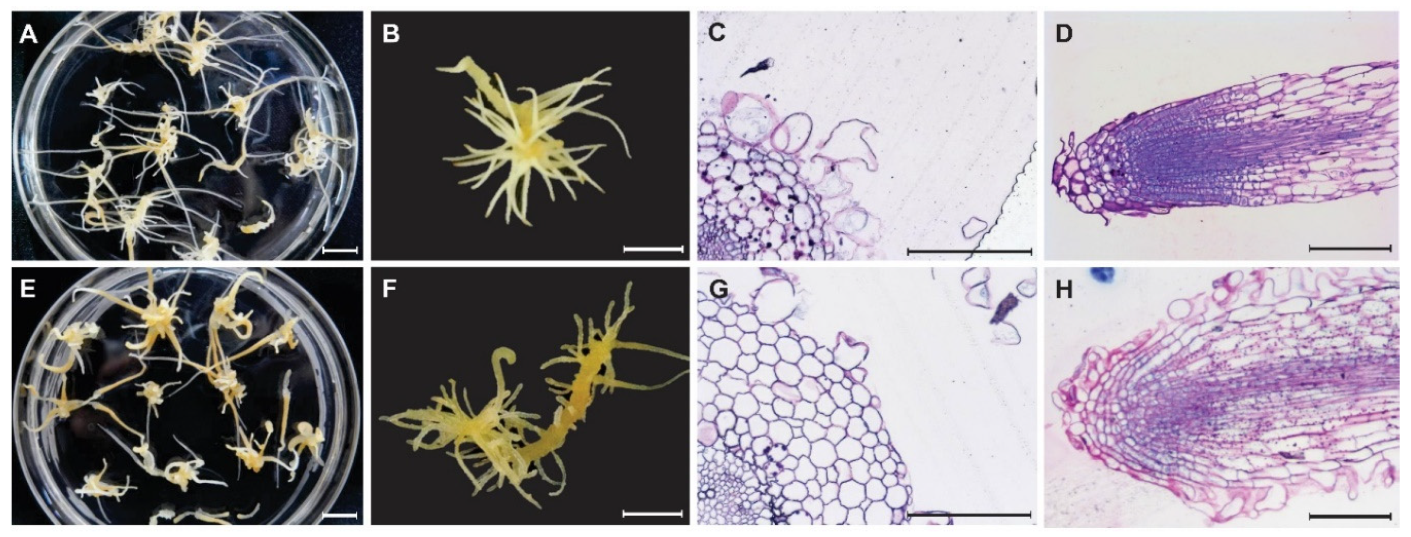 Agronomy 10 00785 g001 Agronomy 10 00785 g001
