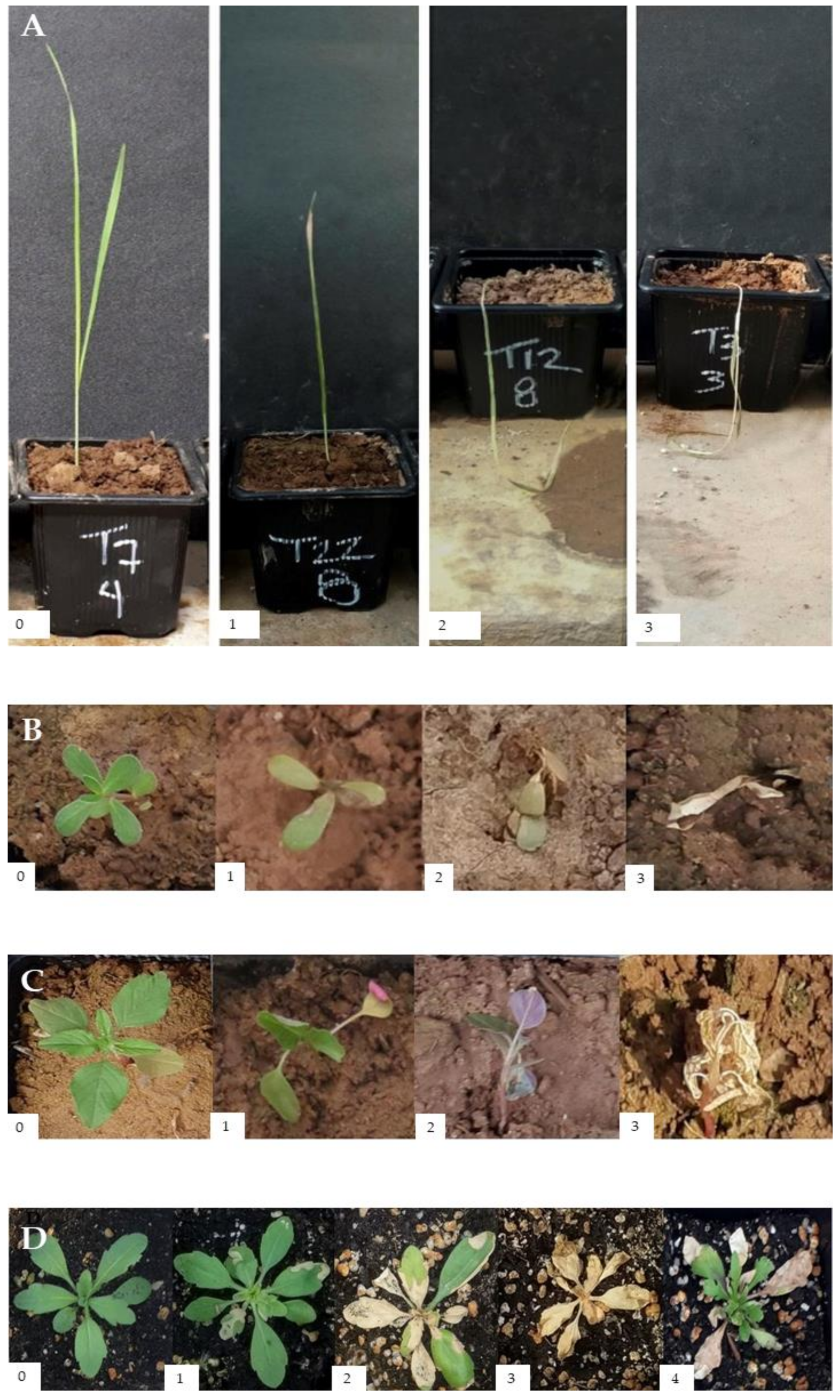 Agronomy 10 00791 g003