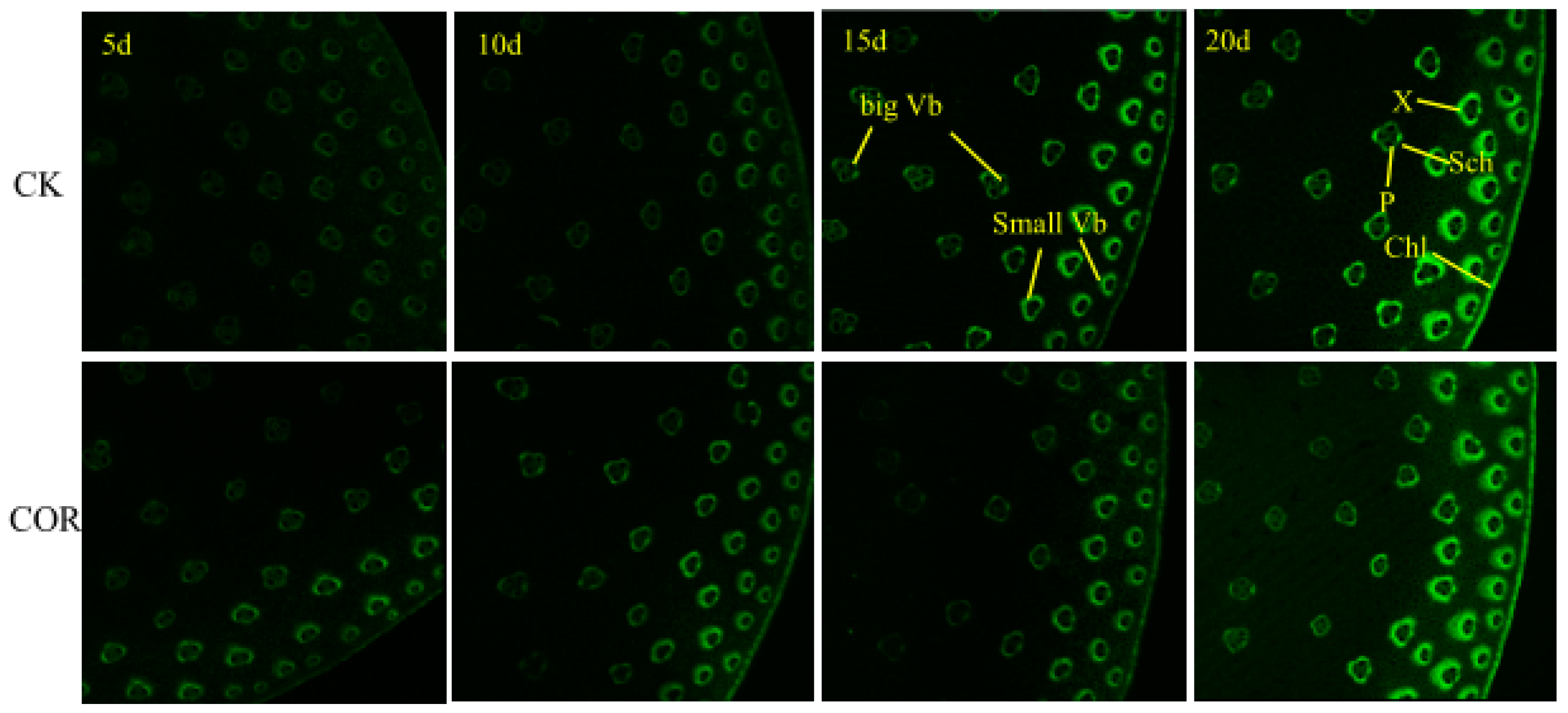 Agronomy 10 00807 g004