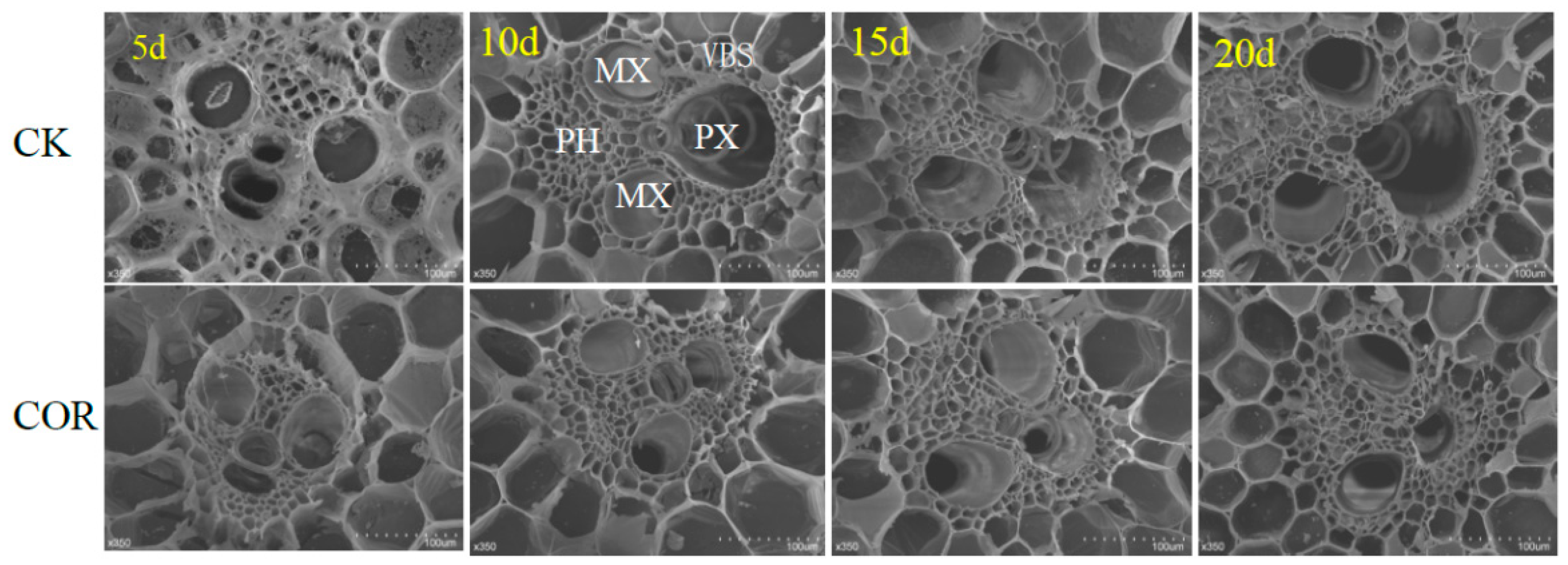 Agronomy 10 00807 g005