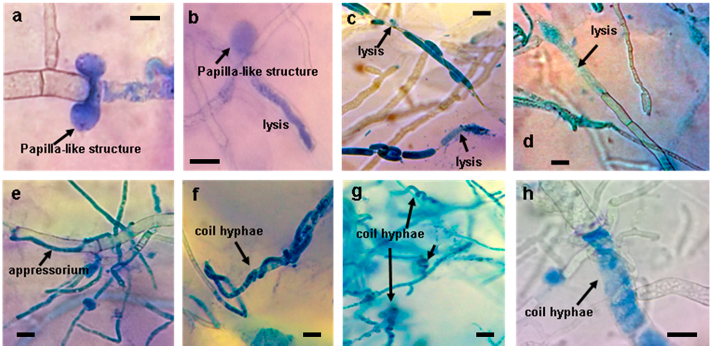Agronomy 10 00820 g004