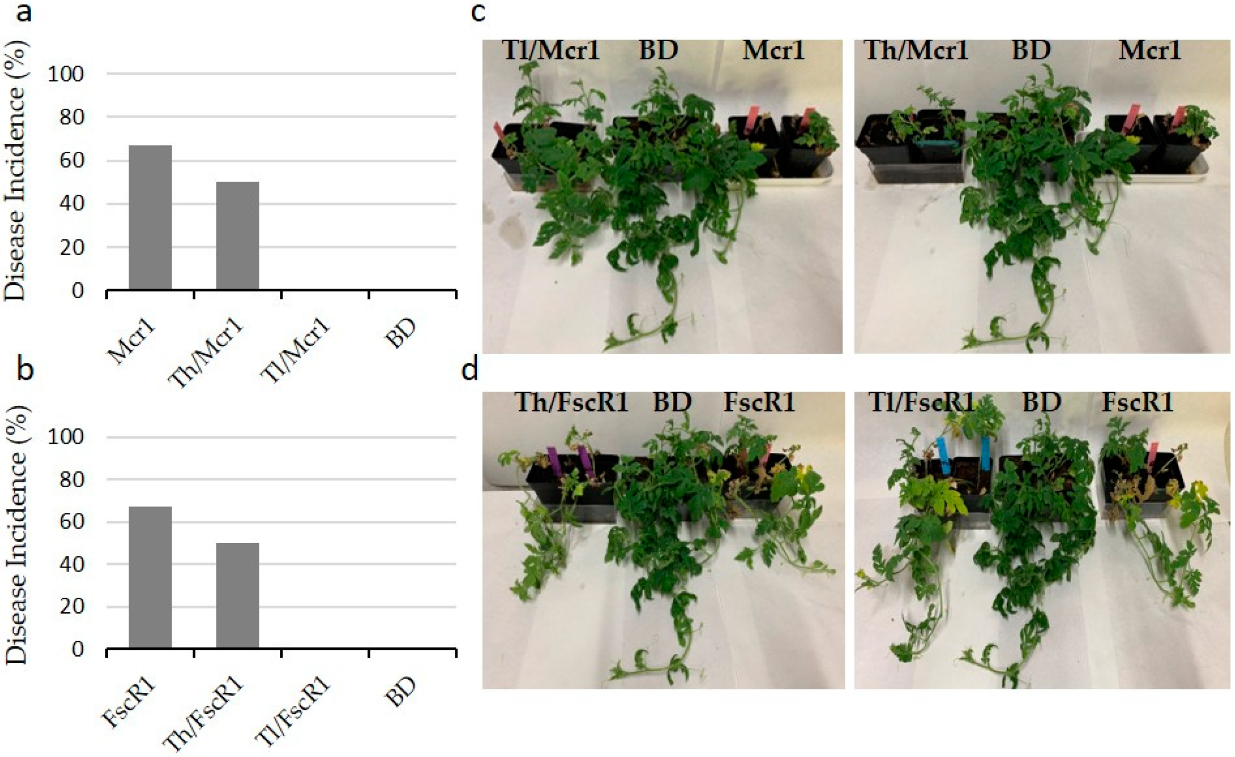 Agronomy 10 00820 g005