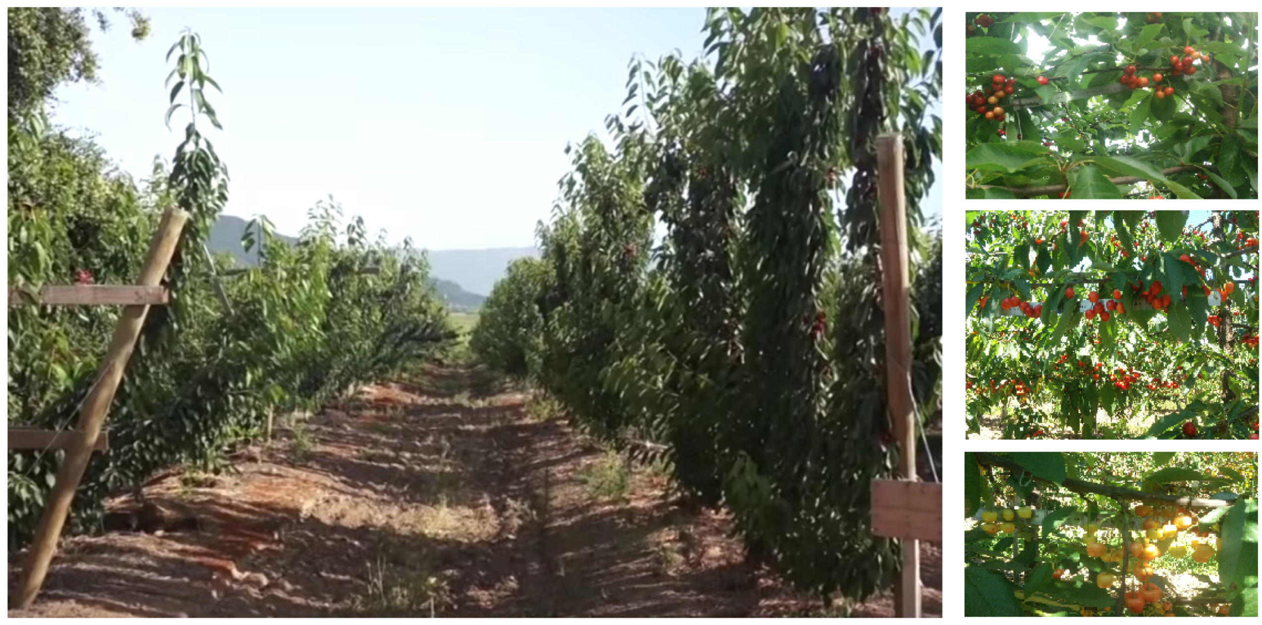 Agronomy 10 00835 g002 Agronomy 10 00835 g002