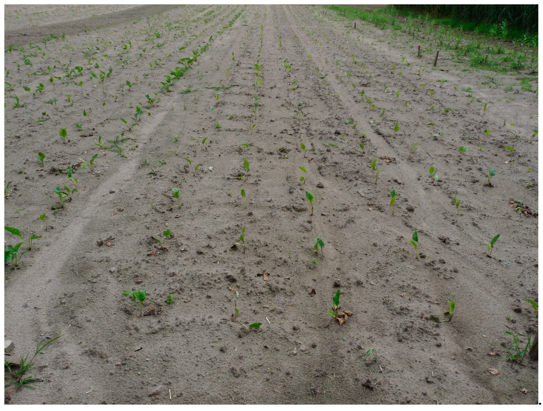 Agronomy 10 00851 g001