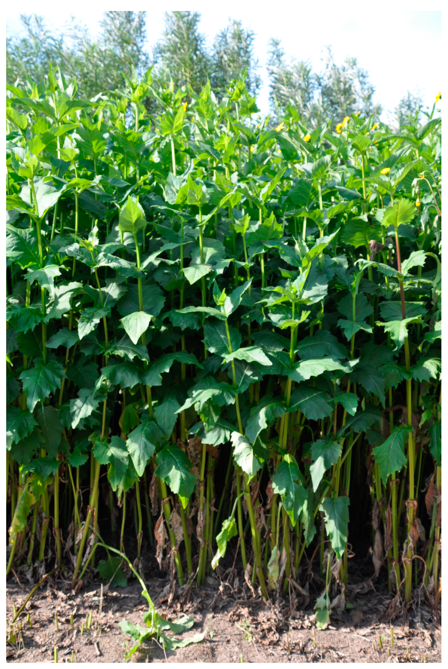 Agronomy 10 00851 g003