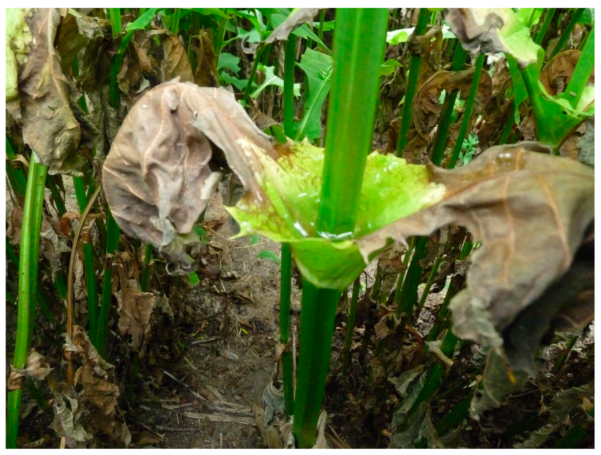 Agronomy 10 00851 g004