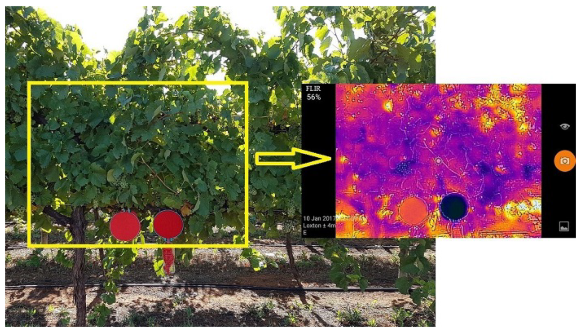 Agronomy 10 00855 g017