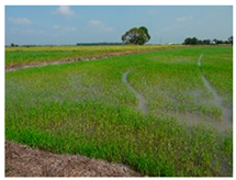 Agronomy 10 00858 i001 Agronomy 10 00858 i001