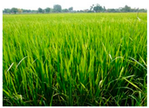 Agronomy 10 00858 i002 Agronomy 10 00858 i002