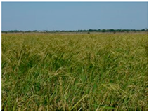 Agronomy 10 00858 i003 Agronomy 10 00858 i003