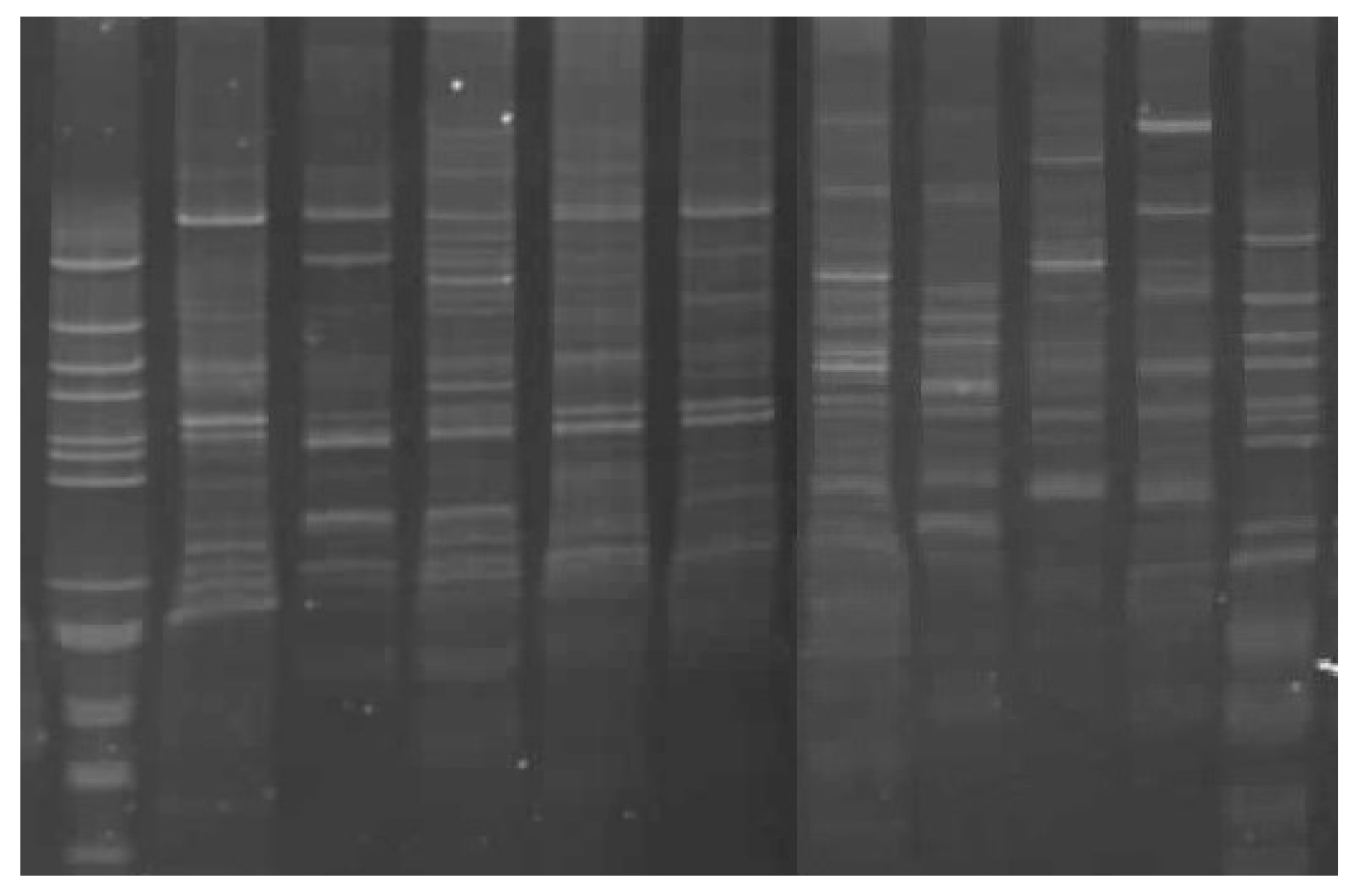 Agronomy 10 00868 g006 Agronomy 10 00868 g006