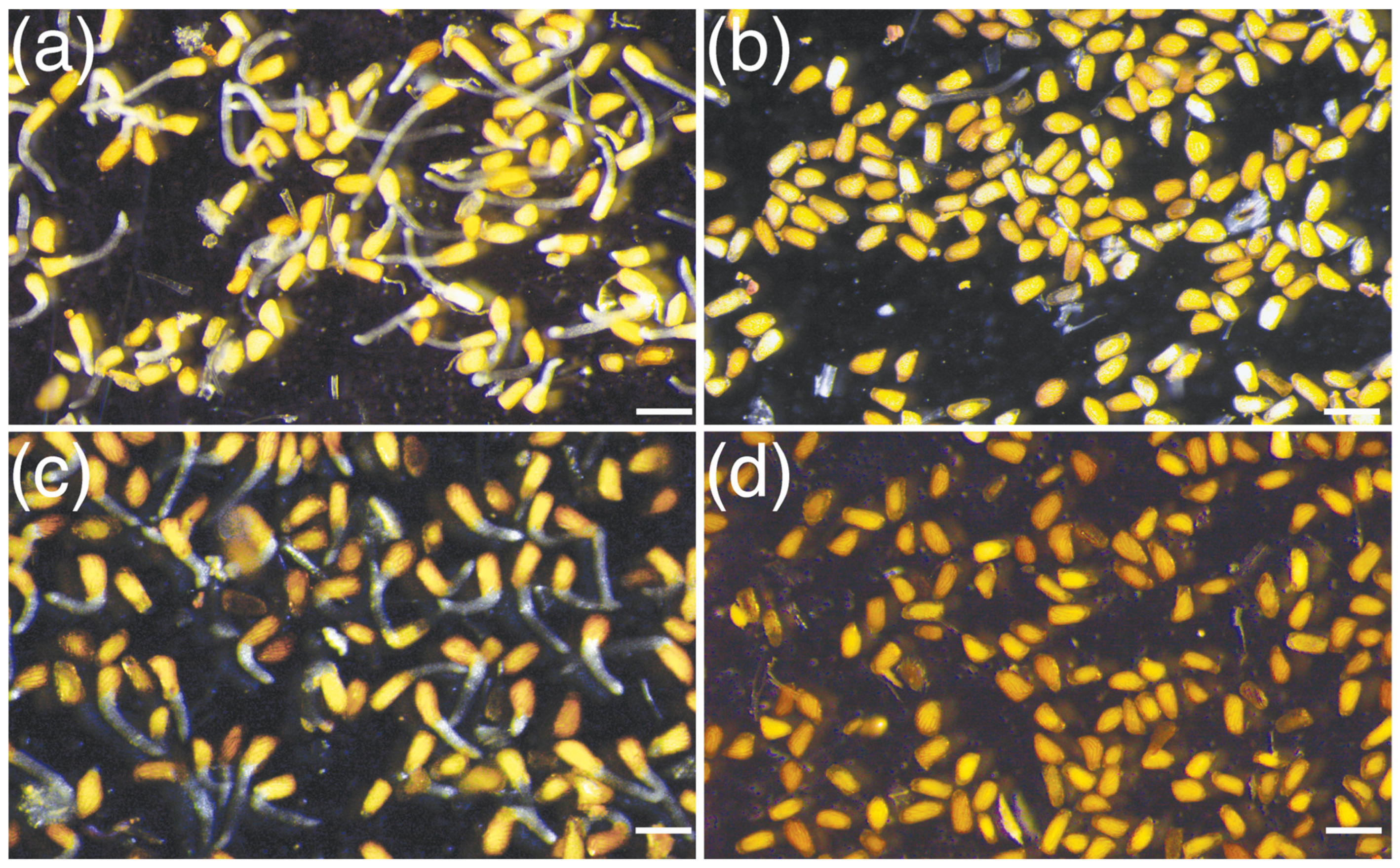 Agronomy 10 00873 g001 Agronomy 10 00873 g001