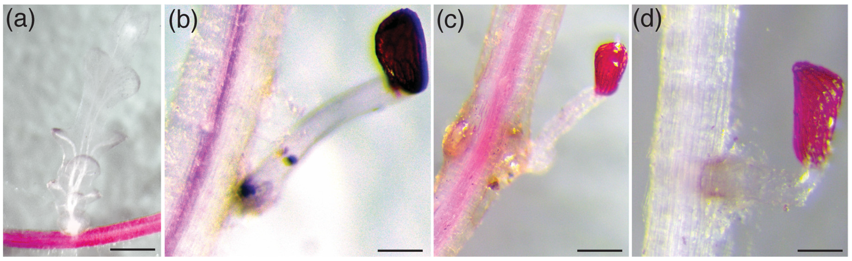 Agronomy 10 00873 g002 Agronomy 10 00873 g002