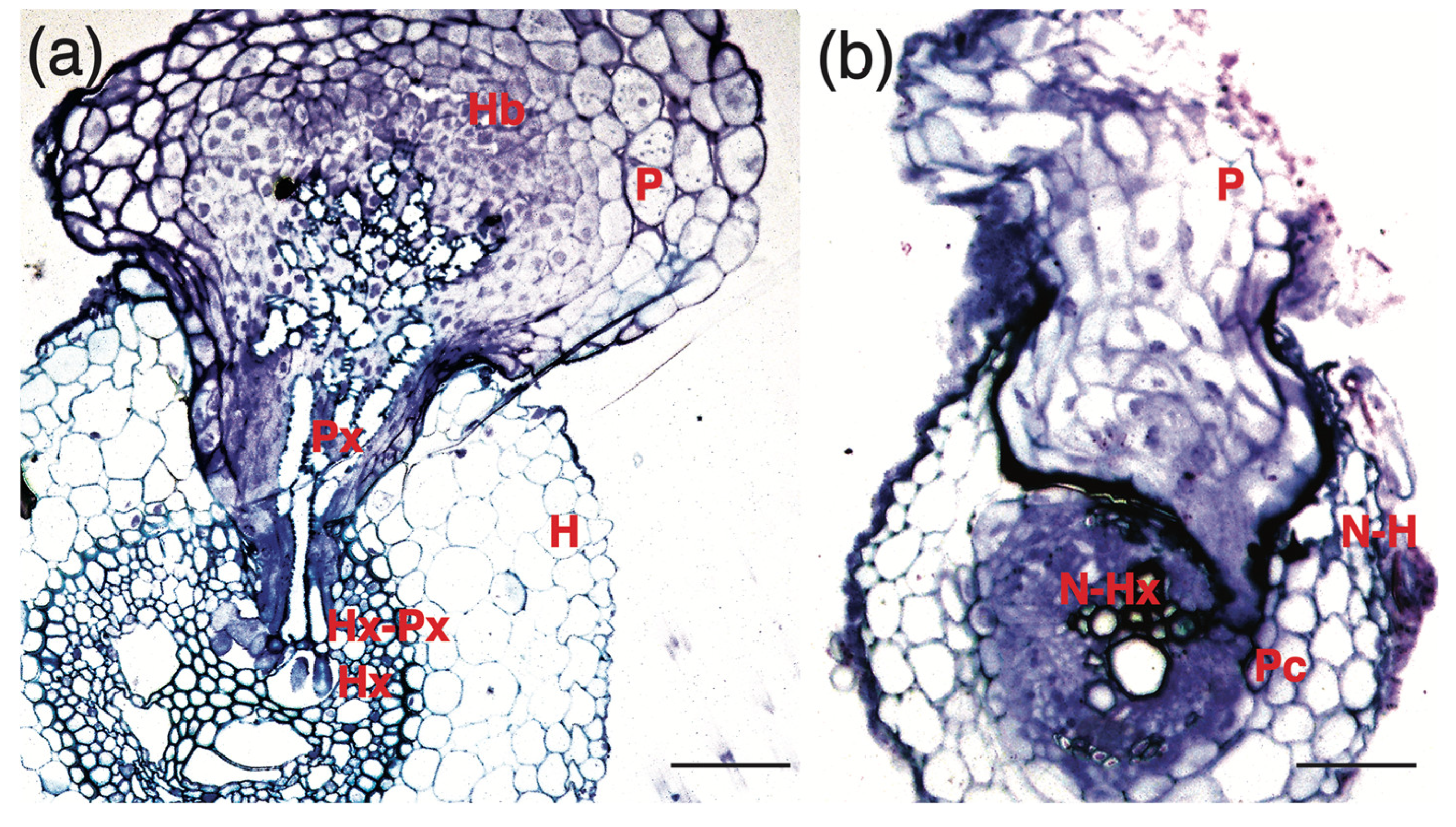 Agronomy 10 00873 g003 Agronomy 10 00873 g003