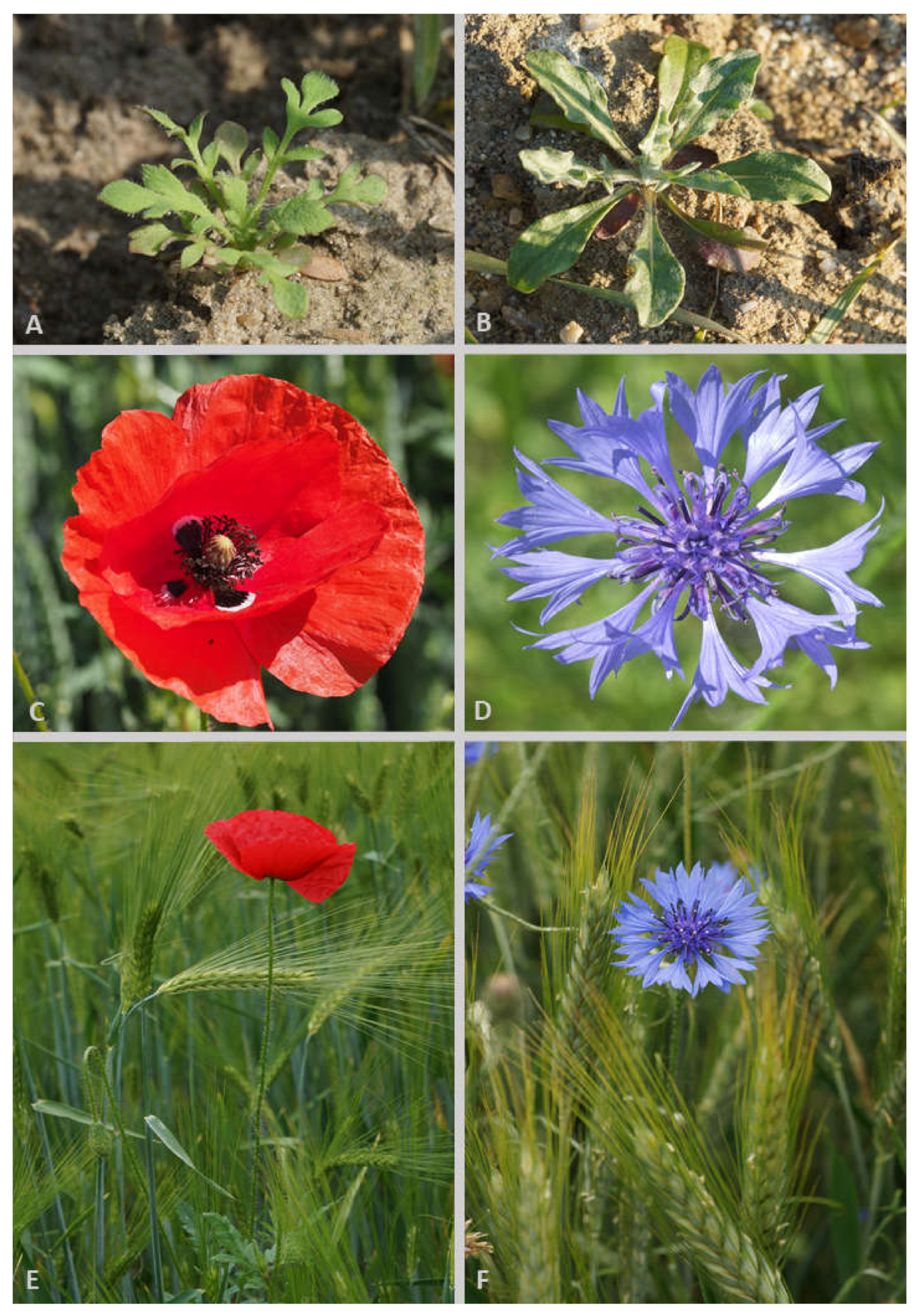 Agronomy 10 00874 g001