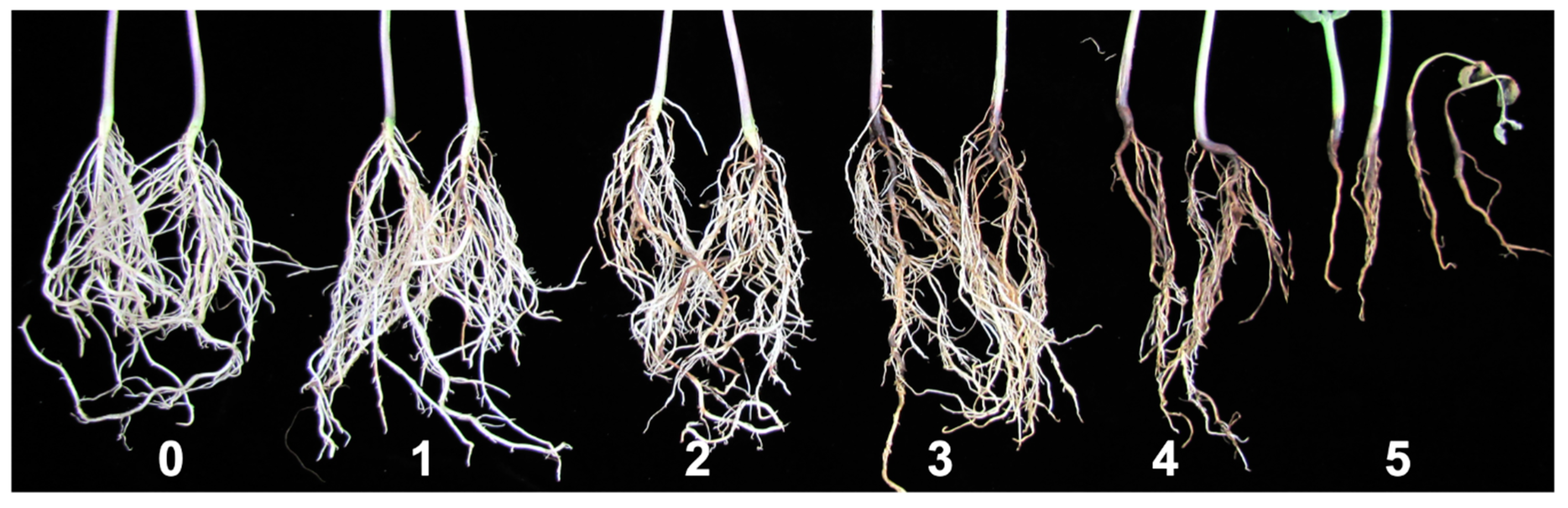 Agronomy 10 00887 g001